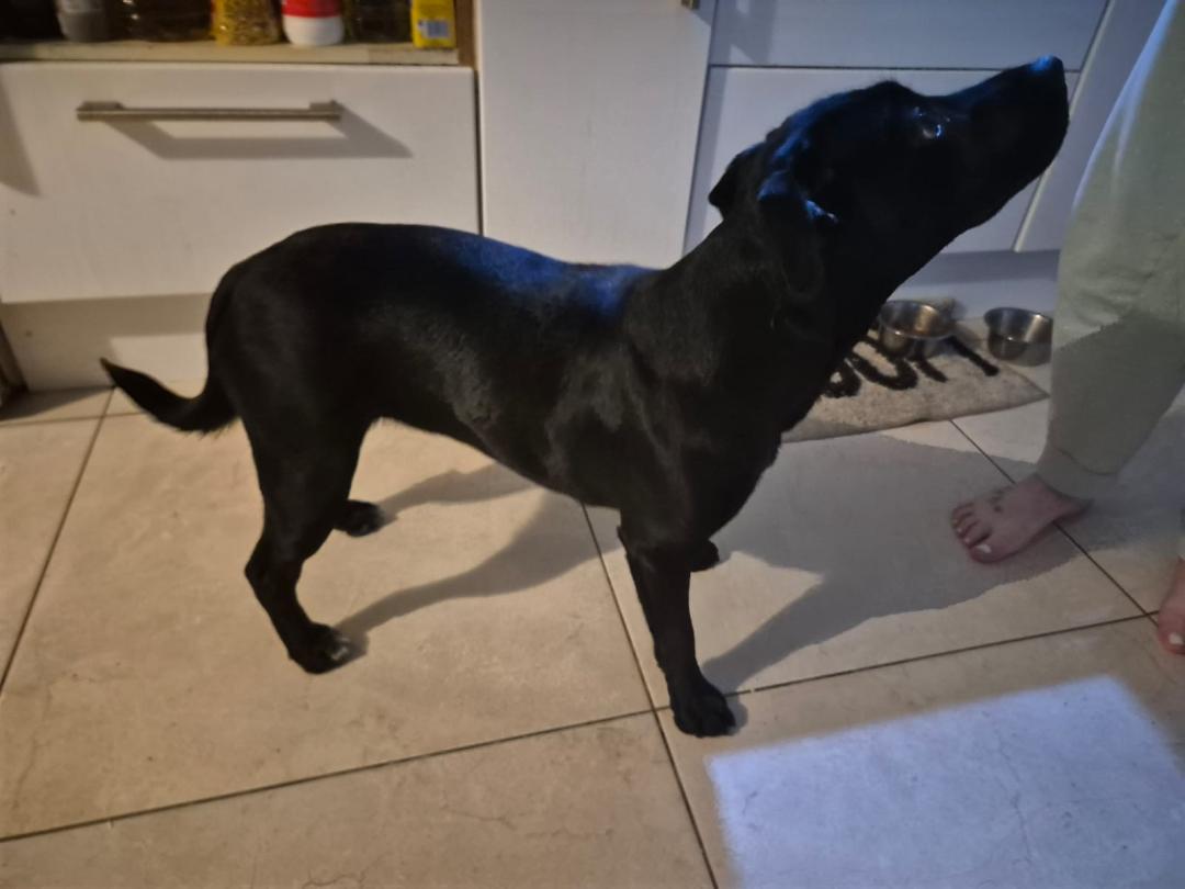 Pies staff/labrador