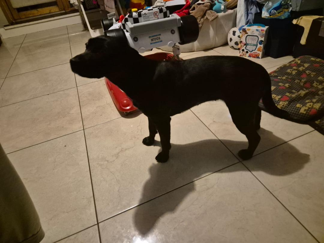 Pies staff/labrador